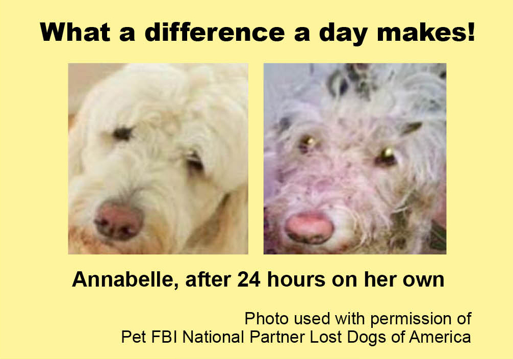 Two photos of a dog. One photo shows a well groomed dog. The other is the same dog after being missing for one day. It is very dirty and disheveled.