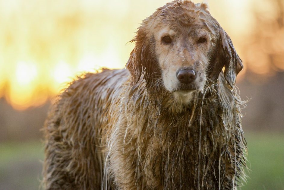 A very dirty Golden Retriever is looking at the camera