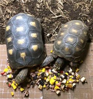 Turtles Eating