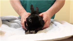 Bunny at the Humane Society