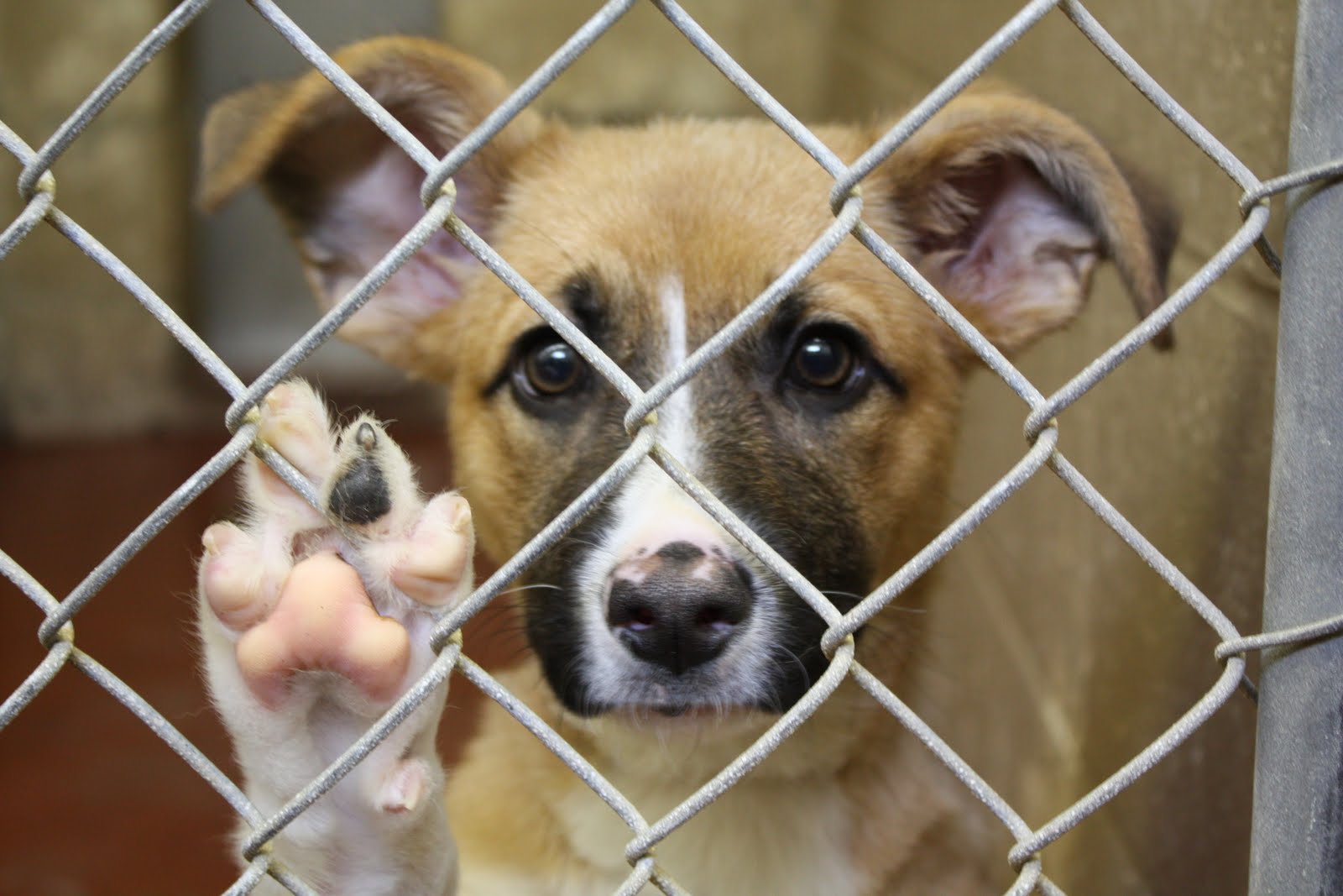 Dog in Shelter