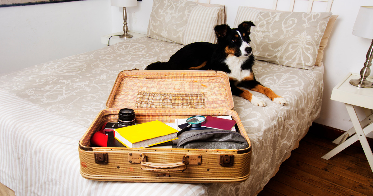 Dog on a bed next to an opened suitcase