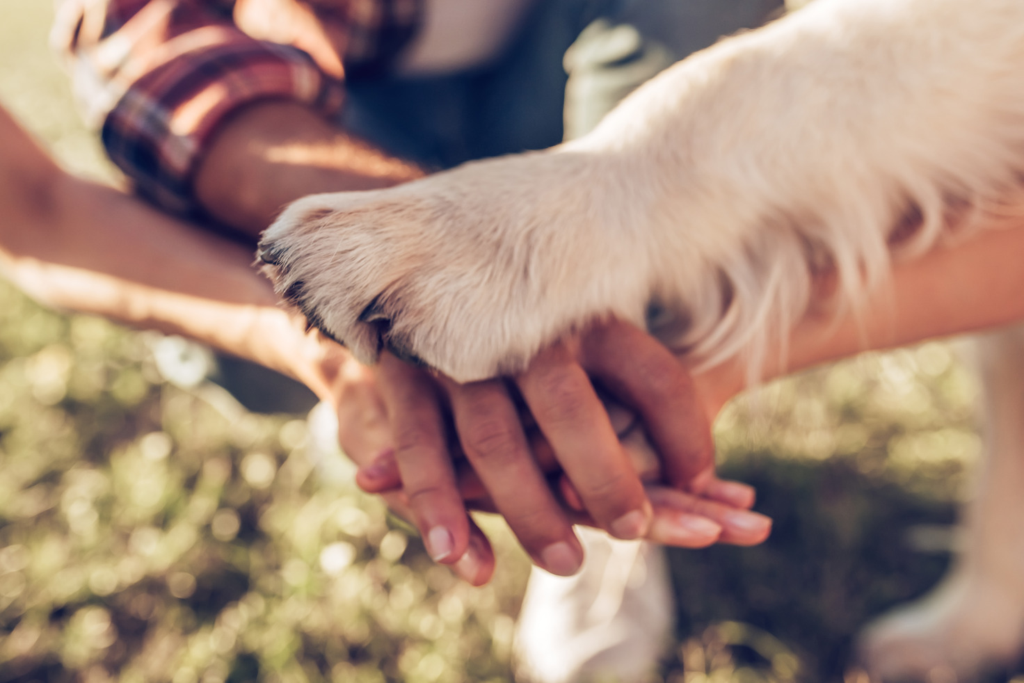 Three human hands and one dog paw are forming a team hand stack