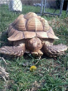 lost tortoise recovered
