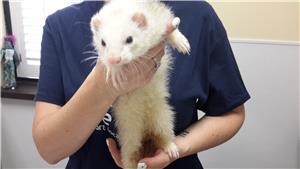 Ferret reclaimed at shelter