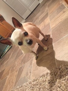 old chi-hua-hua after rescued from storm sewer