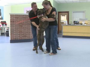 Dog with family after 10 yrs lost