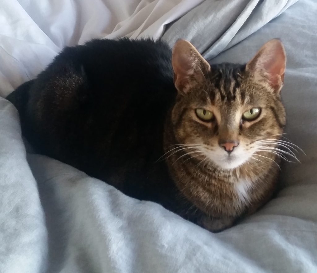cat in repose